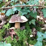 Restaurant Bonnet